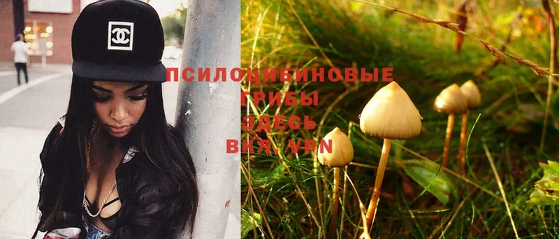 Галлюциногенные грибы Psilocybine cubensis  Игра 